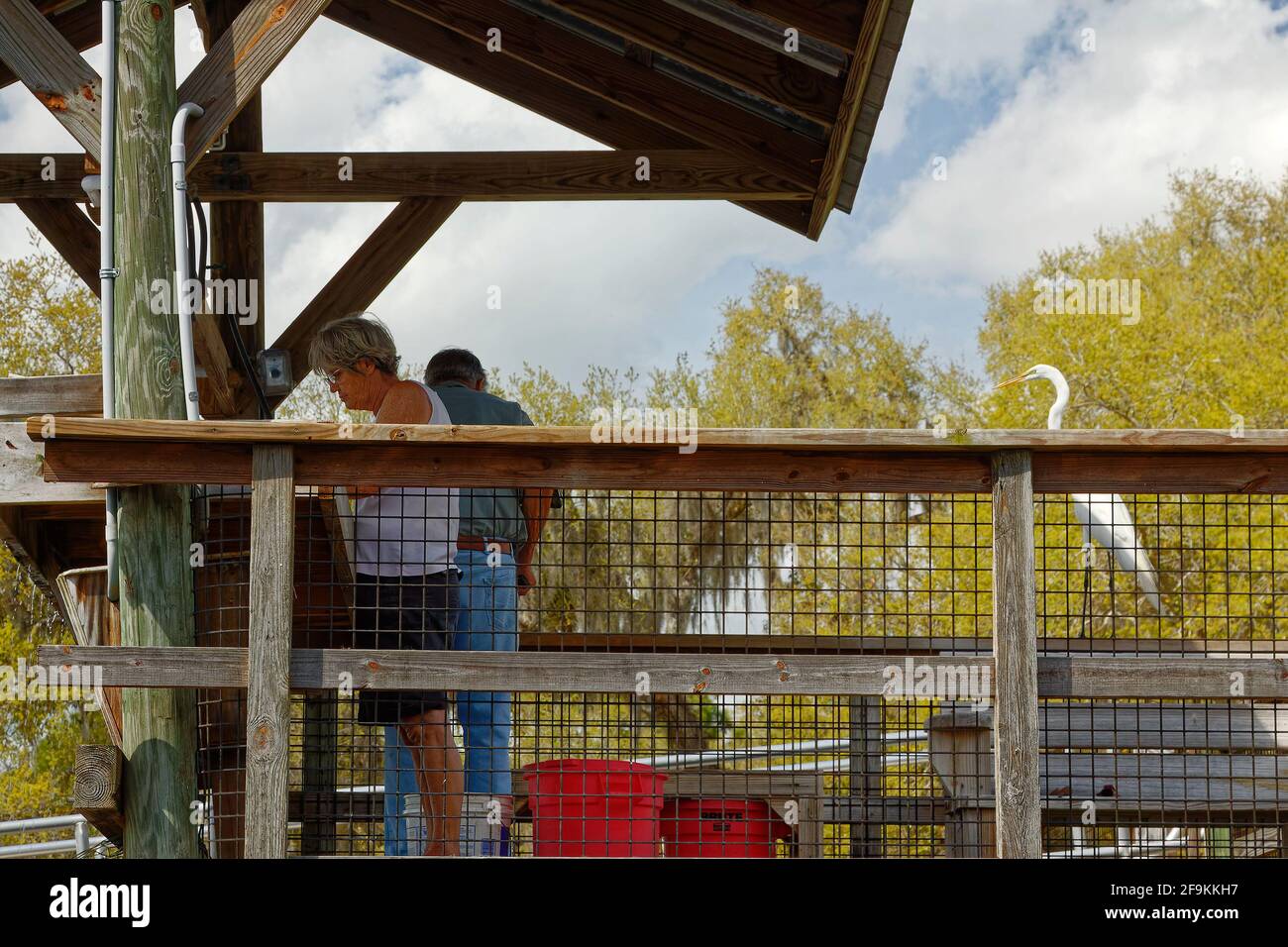 Station de nettoyage du poisson, personnes, structure en bois, observation des grands aigrettes, oiseaux, Faune, parc national du lac Kissimmee, Floride, lac Wales, FL, printemps Banque D'Images