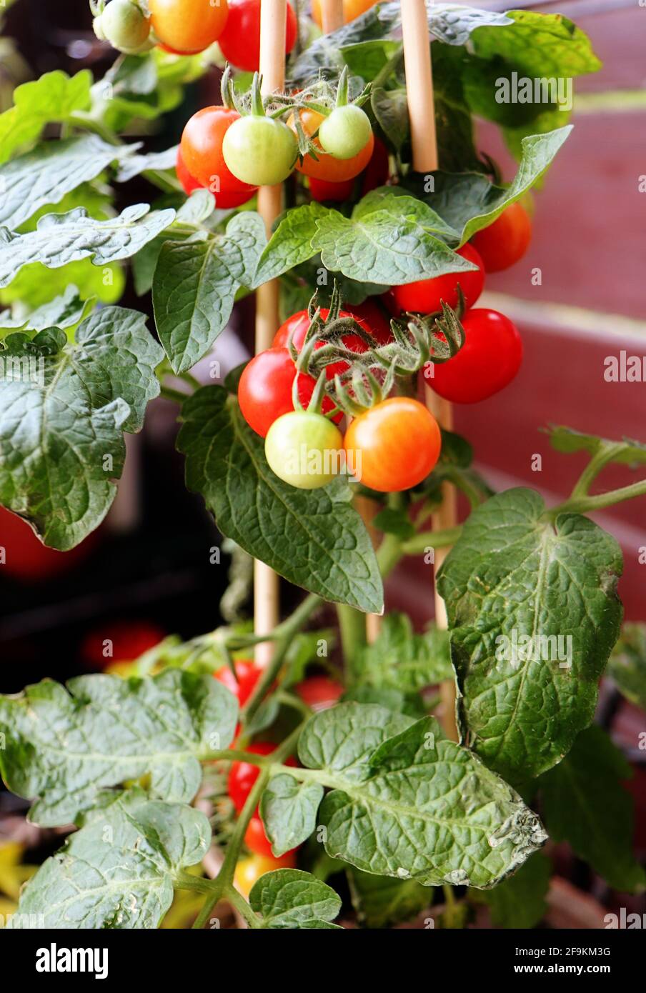 Horticulture sur le balcon : plante en pot de tomates cerises pleine de fruits prêts à manger Banque D'Images