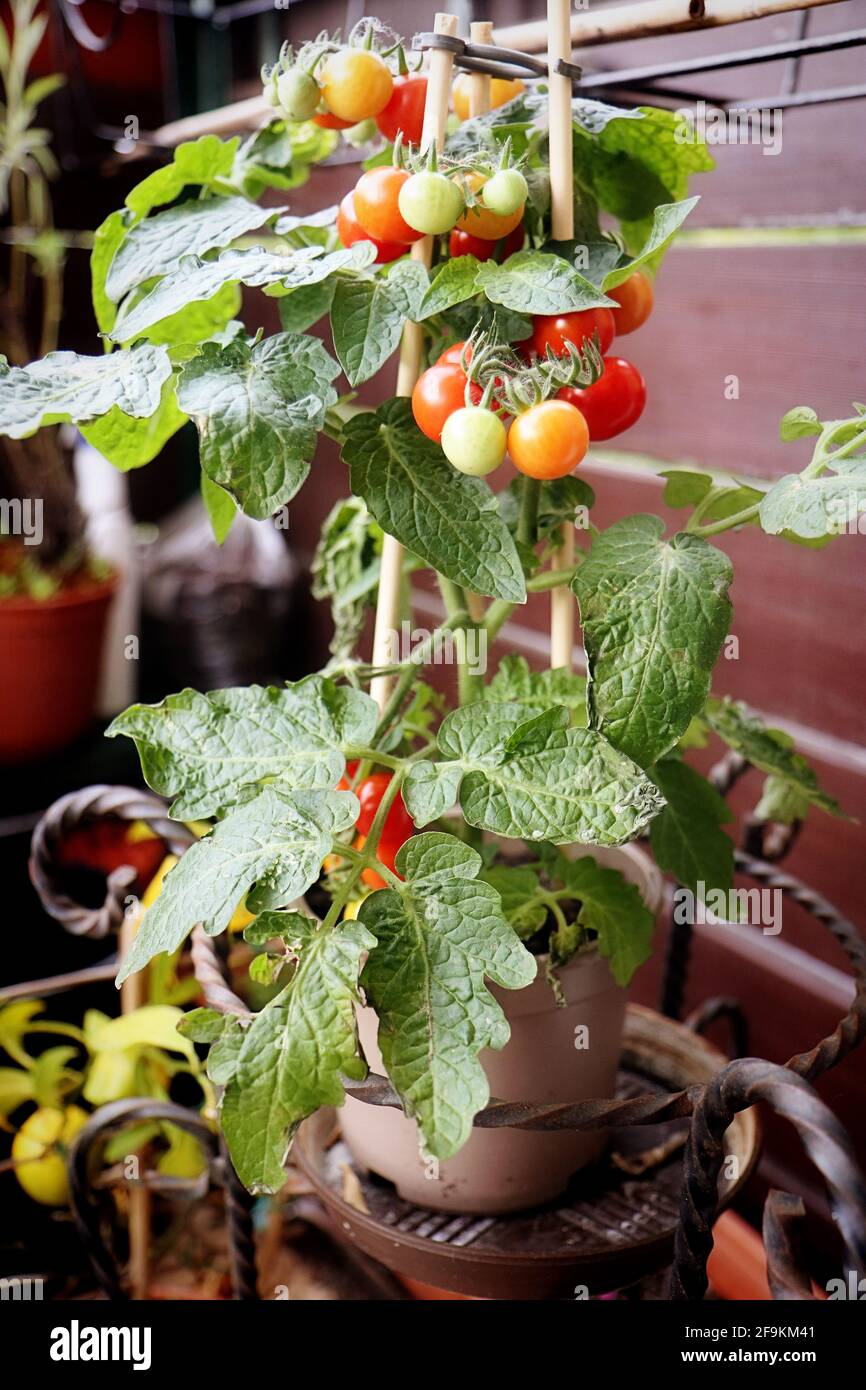 Horticulture et jardinage : plante en pot de tomates cerises pleine de fruits prêts à manger Banque D'Images