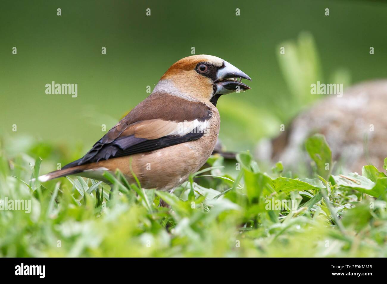 Hawfinch, Coccothrautes coccothrautes, homme adulte unique perché sur le sol, Hongrie Banque D'Images