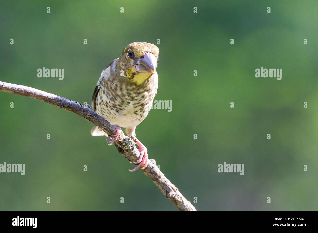 Hawfinch, Coccothrautes coccothrautes, juvénile unique perché sur une branche d'arbre, Hongrie Banque D'Images