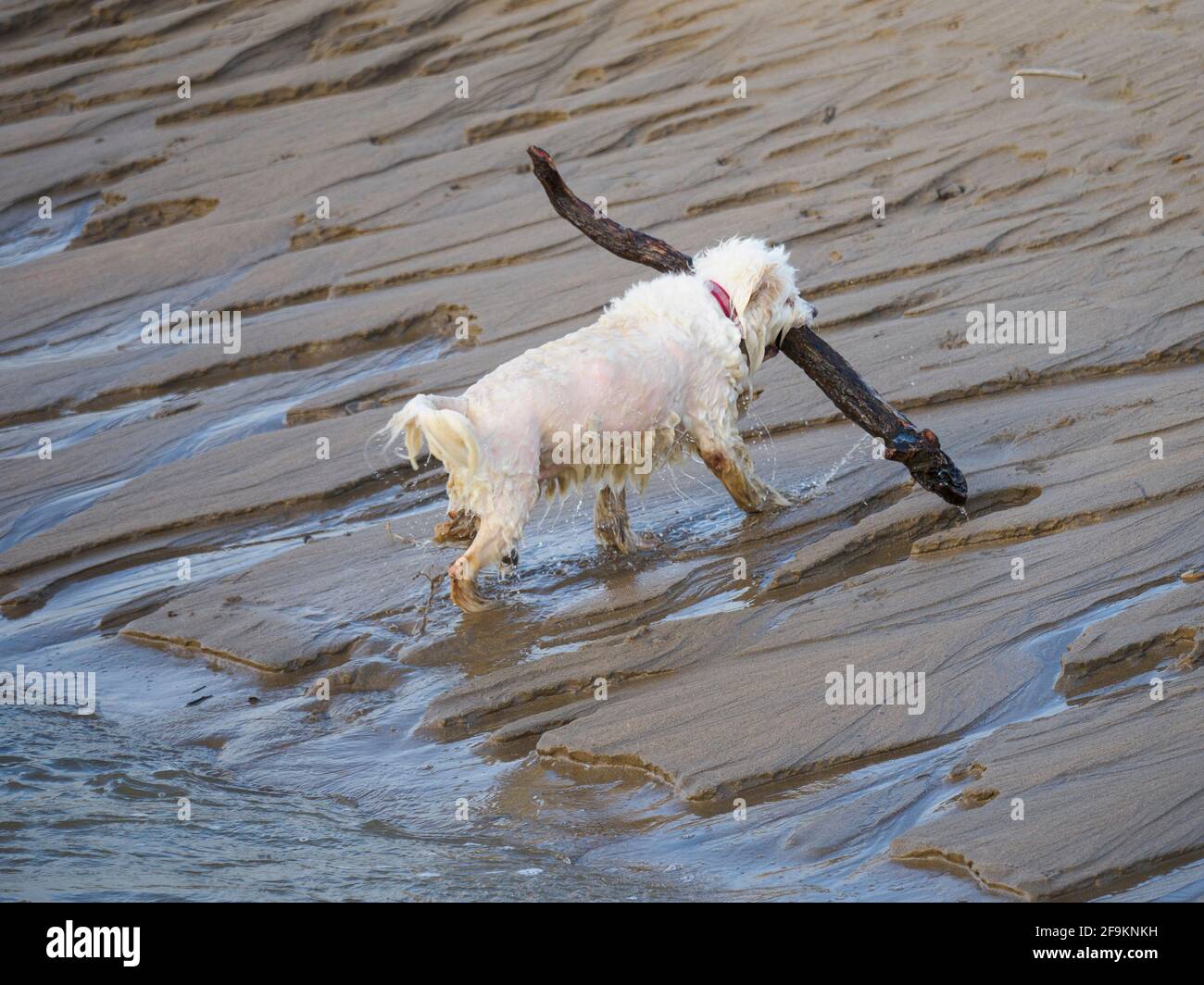 Chien humide qui récupère un très grand bâton de l'eau, Cornwall, Royaume-Uni Banque D'Images