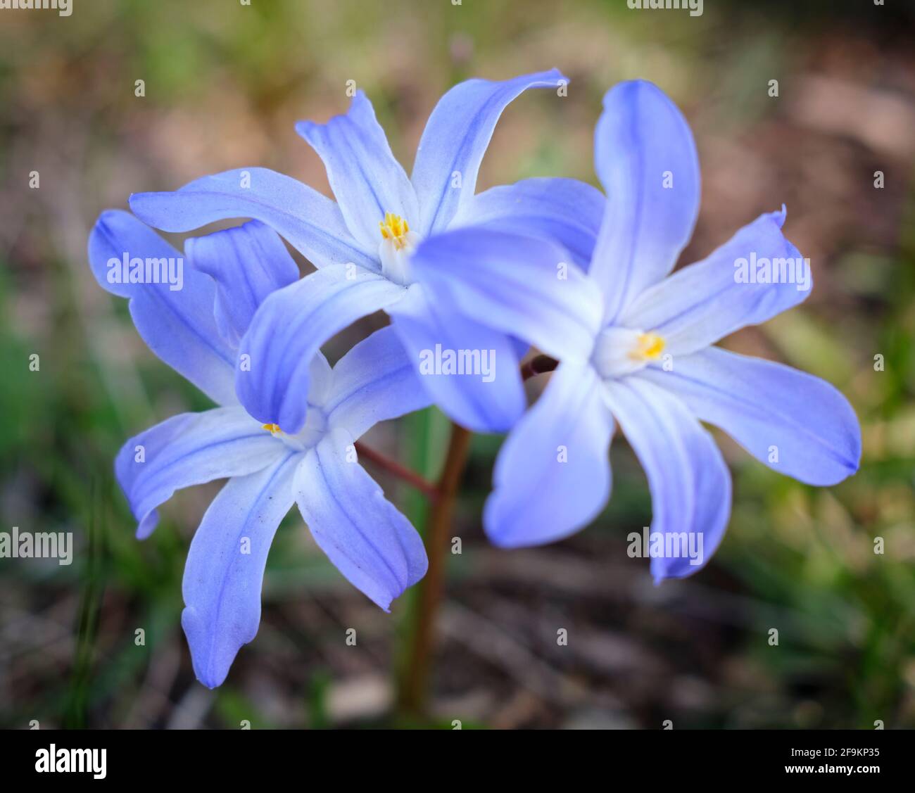 Scilla luciliae, la gloire de la neige de Bossier ou le gros plan de la gloire de la neige de Lucile Banque D'Images