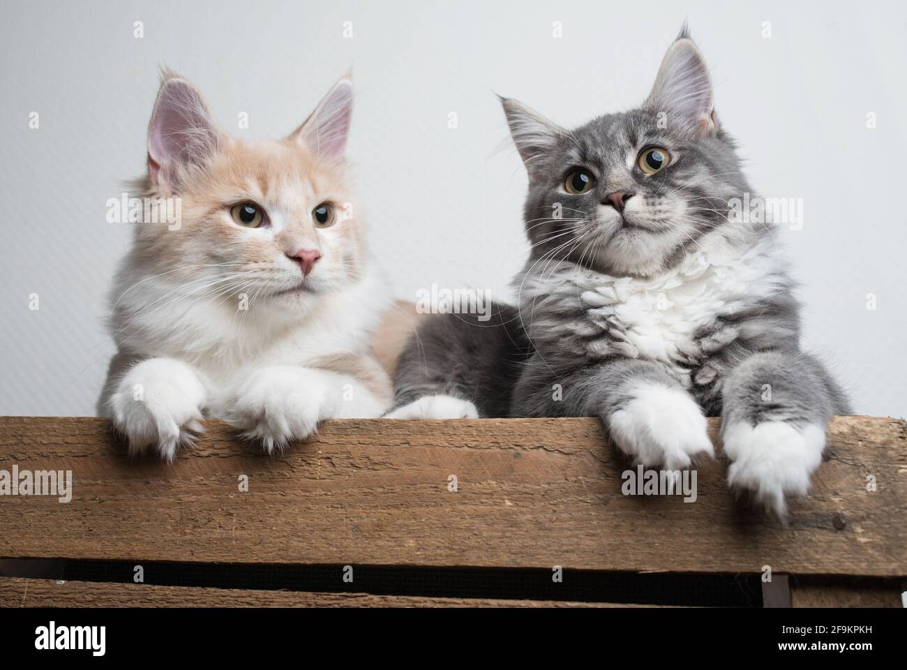 Deux Chatons Maine Coon Se Detendent Sur Une Caisse De Fruits En Bois Devant Un Mur Blanc Qui Bascule La Tete Photo Stock Alamy Deux Chatons Maine Coon Se Detendent Sur Une Caisse De Fruits En Bois Devant Un Mur Blanc Qui Bascule La Tete Photo Stock Alamy