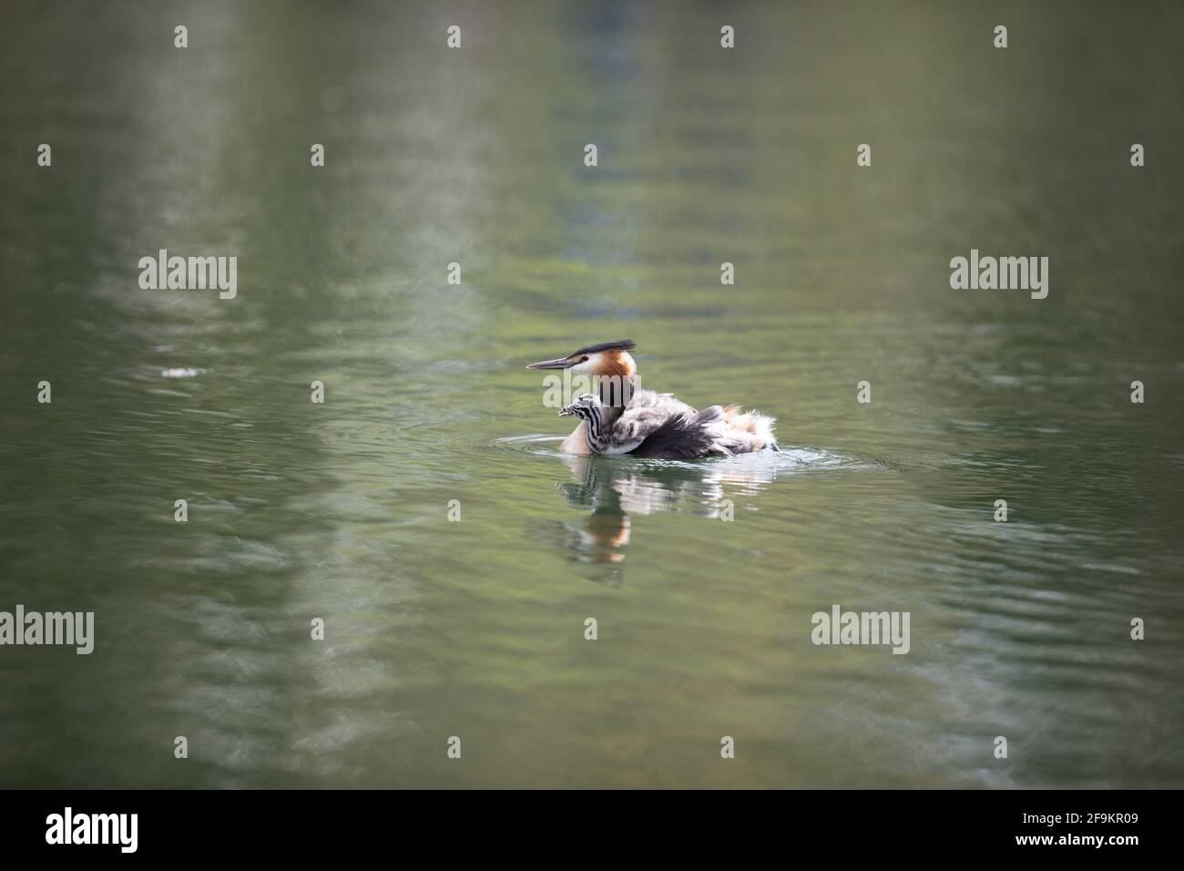 Super Crested Grebe sur l'alimentation en eau jeune Banque D'Images