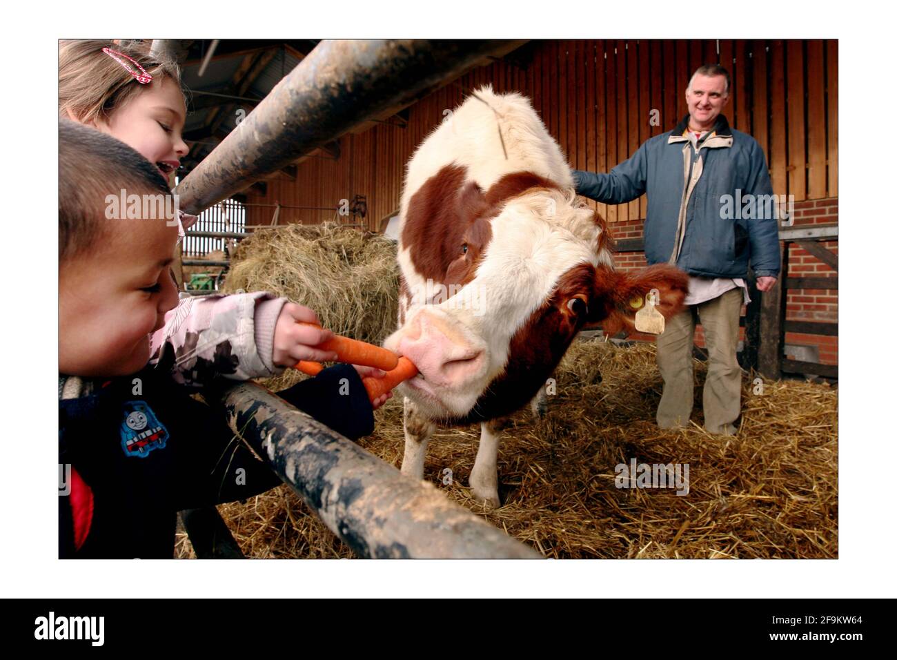 Shyamasundara Das présente Aditi la vache aux enfants de l'école de Krichna, la R.S.P.C.A. l'ont donnée au temple de Hare Krichna, Bhaktivedanta Manor, à Letchmore Heath, dans le nord de Londres. Photographie de David Sandison The Independent Banque D'Images