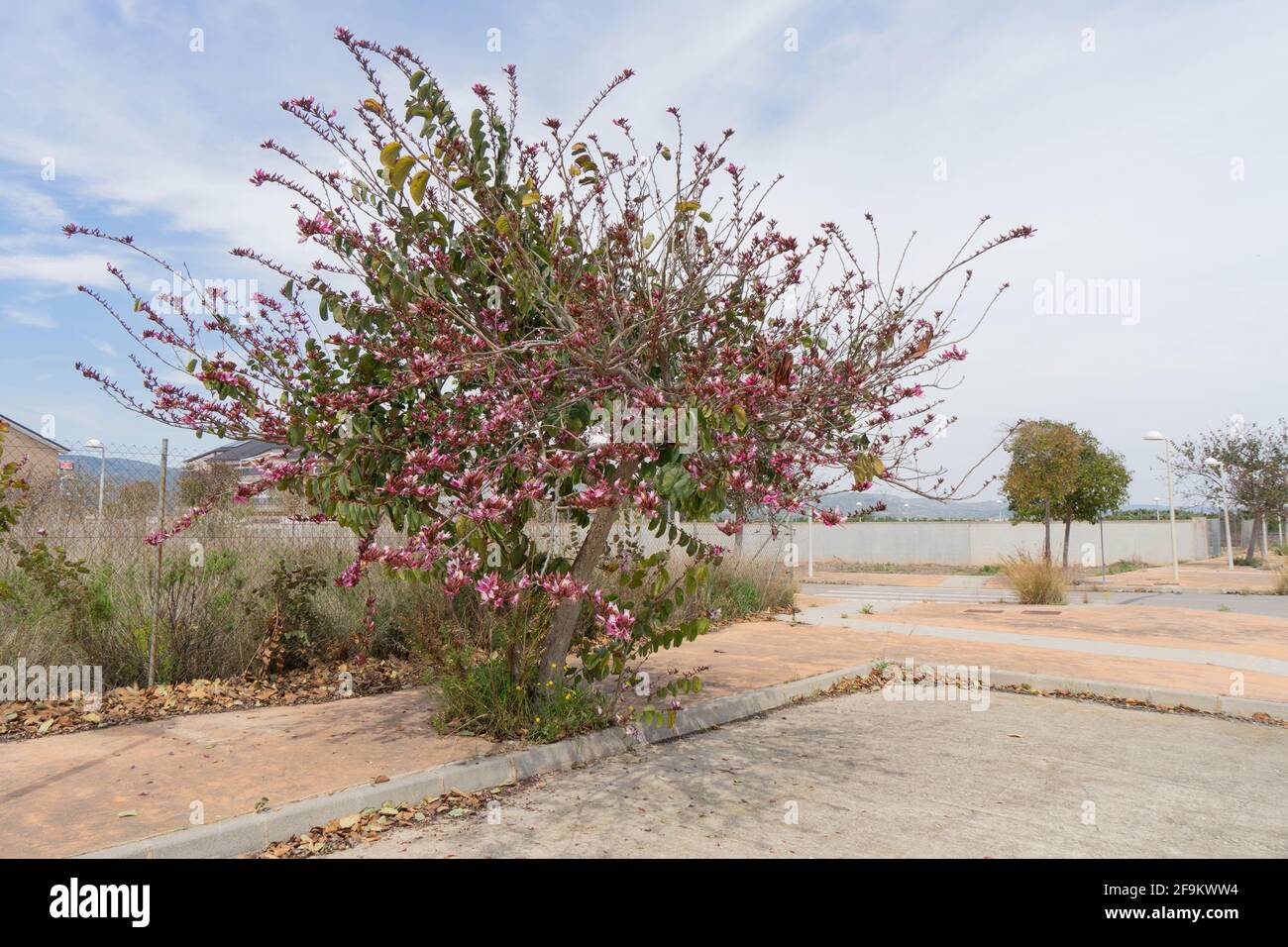 Bauhinia variegata, Fabaceae Banque D'Images