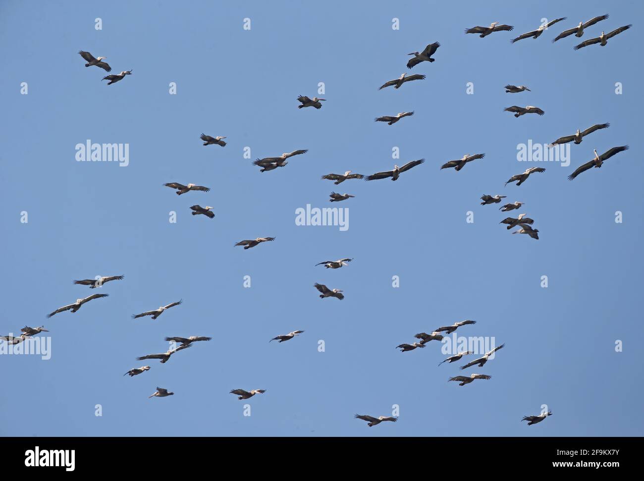 Pélican à bec direct (Pelecanus phippensis) troupeau thermocling Ang Trapaeng Thmor, Cambodge Janvier Banque D'Images