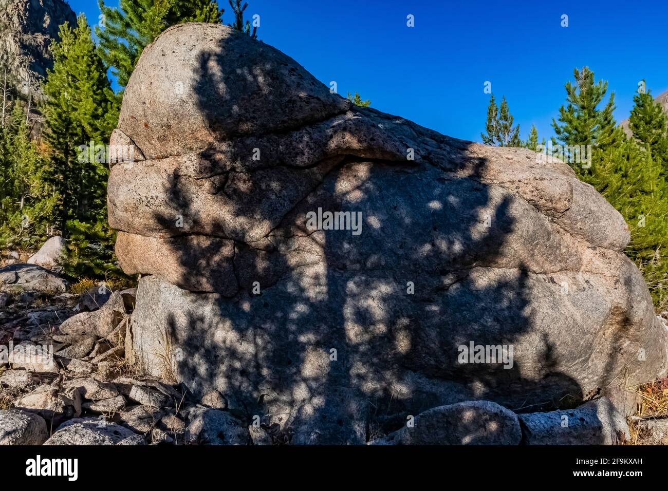 PIN tordu, Pinus contorta, ombres sur la roche dans la vallée de Rock Creek le long de la Beartooth Highway, Montana, États-Unis Banque D'Images
