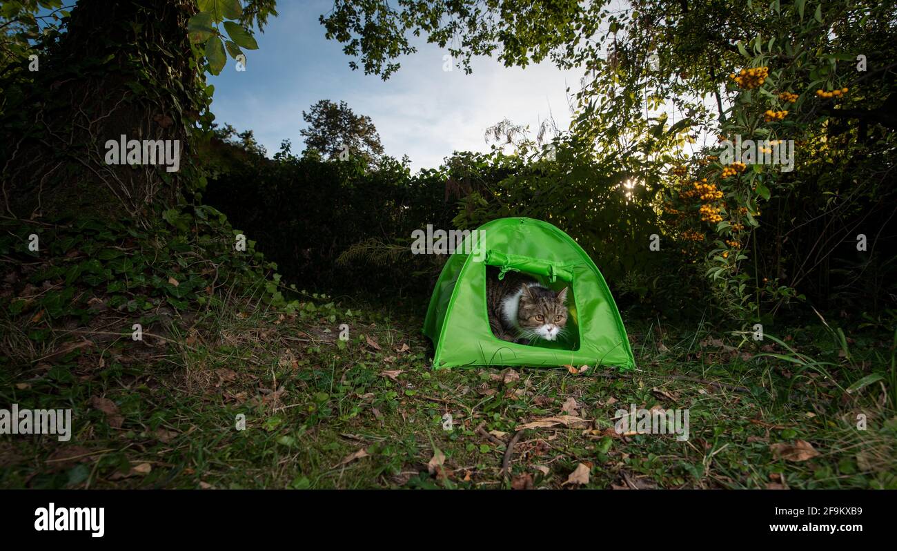 Tabby Blanc British Shorthair Chat Regardant Hors De Vert Mini Tente A L Exterieur Dans Le Jardin Photo Stock Alamy Tabby Blanc British Shorthair Chat Regardant Hors De Vert Mini Tente A L Exterieur Dans Le Jardin Photo Stock Alamy