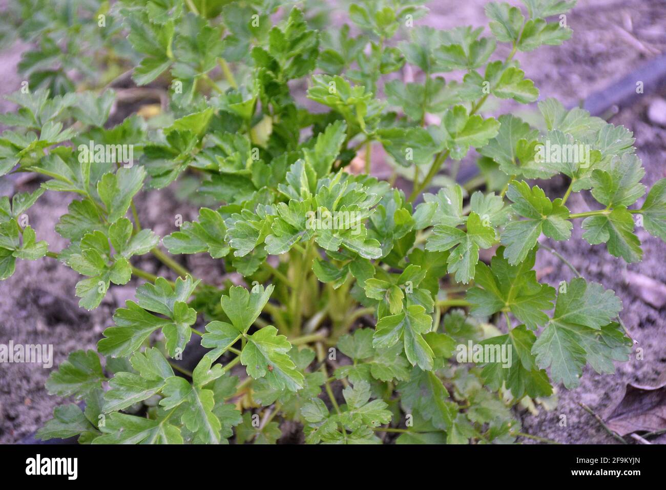 Plante de persil dans le potager. Appareil de cuisine. Munilla, la Rioja, Espagne. Banque D'Images