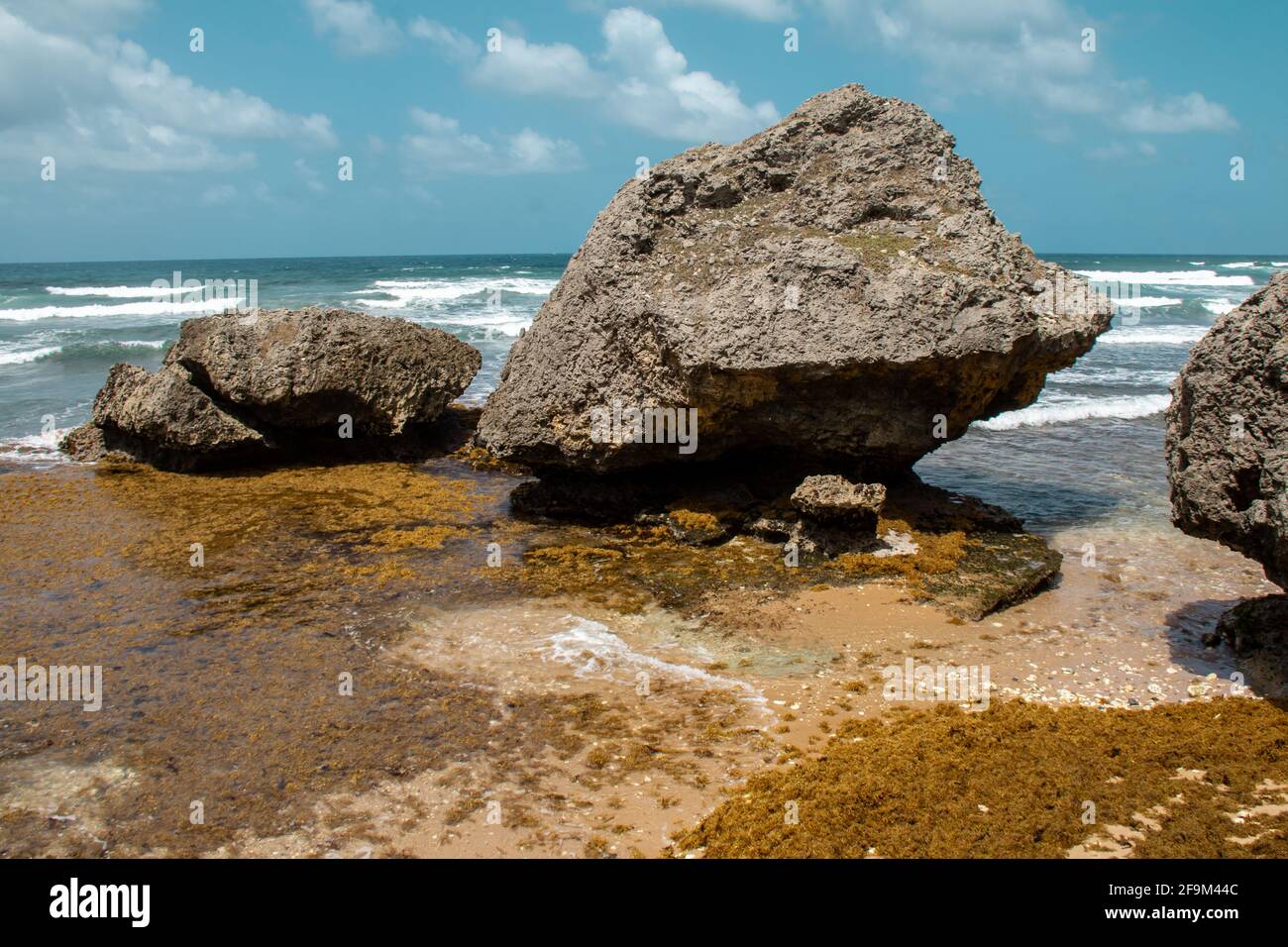 Image des grands rochers sculptés dans l'océan sur la plage de Bathsheba, à la Barbade, entourés d'une épaisse algue de sargassum jaune-orange à marée basse. Banque D'Images