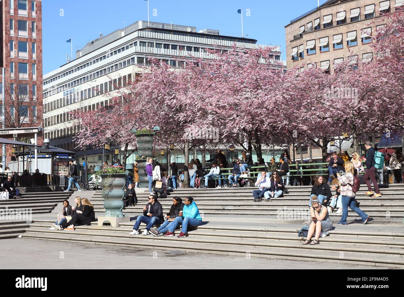 Stockholm, Suède - 19 avril 2021 : les gens sont assis à côté des cerisiers japonais en fleurs dans le parc public de Kungstradgarden. Banque D'Images