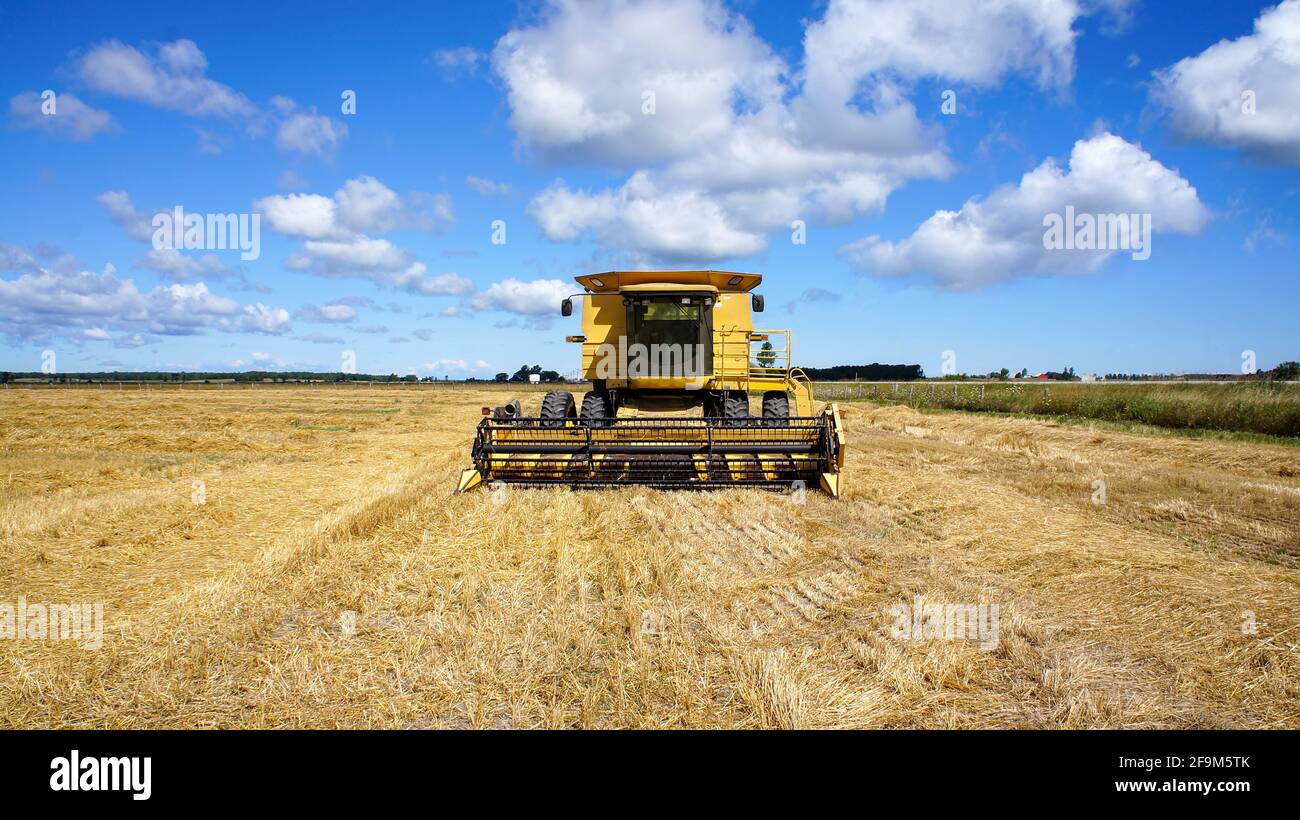 Moissonneuse-batteuse dans les champs des agriculteurs locaux de l'Ontario prêts à récolter la récolte. Banque D'Images