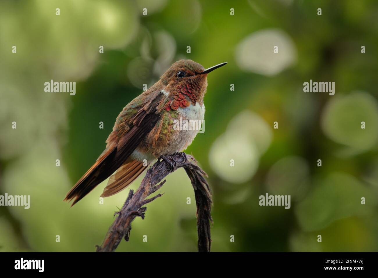 Colibri scintillant - Selasphorus scintilla oiseau endémique au Costa Rica et au Panama, remplacé à des élévations plus élevées par son parent le Hummi volcan Banque D'Images