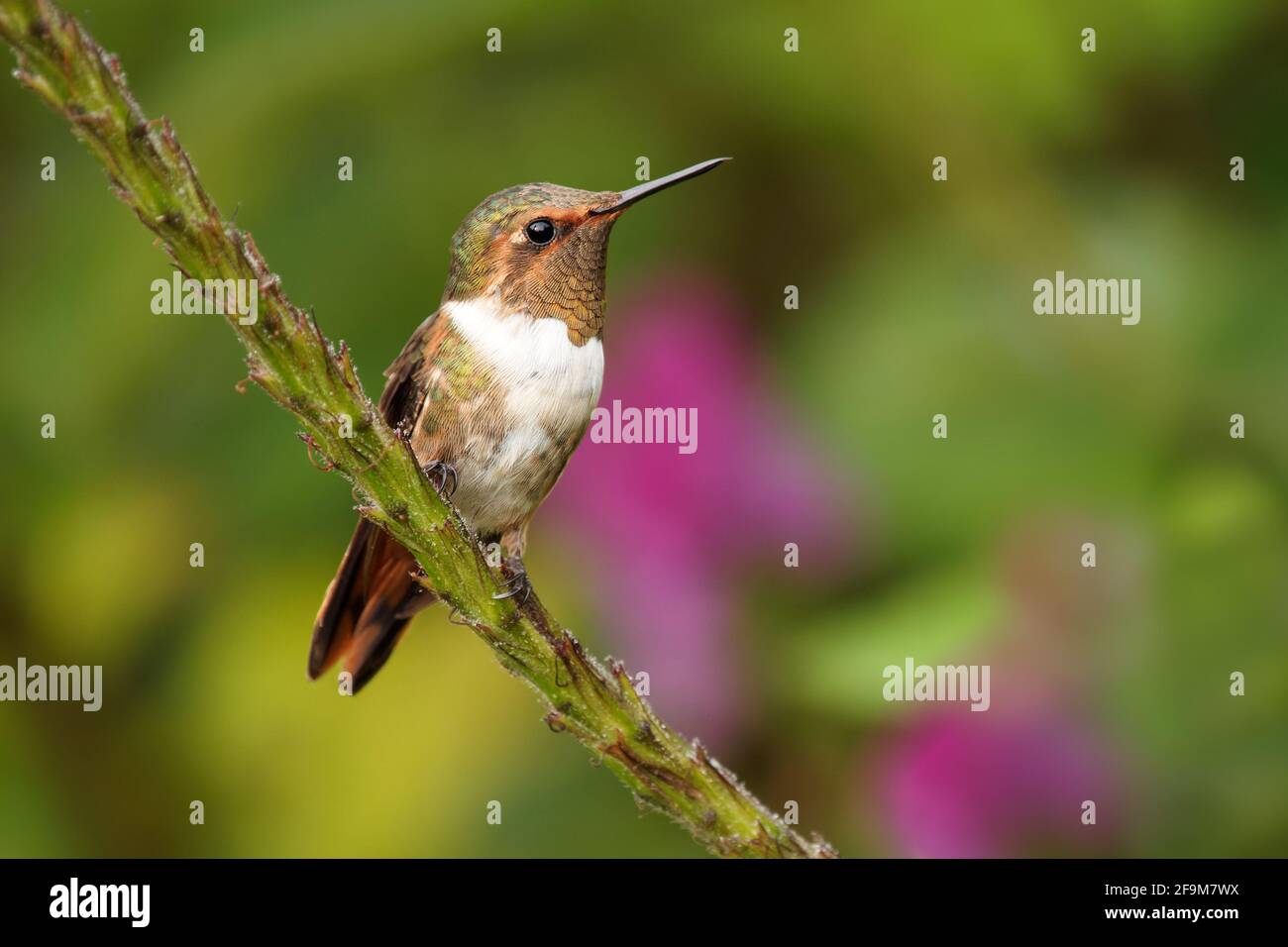 Colibri scintillant - Selasphorus scintilla oiseau endémique au Costa Rica et au Panama, remplacé à des élévations plus élevées par son parent le Hummi volcan Banque D'Images