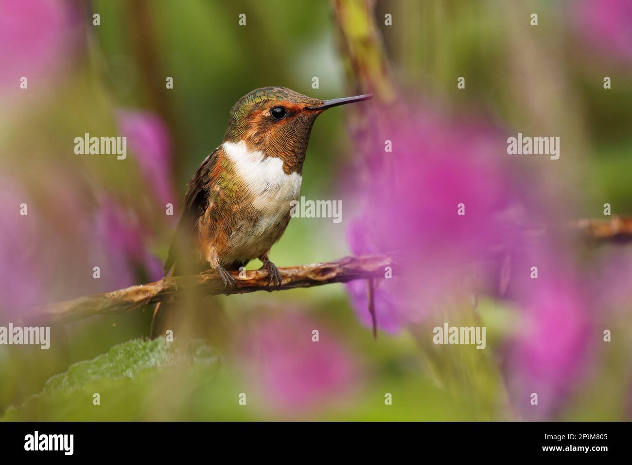 Colibri scintillant - Selasphorus scintilla oiseau endémique au Costa Rica et au Panama, remplacé à des élévations plus élevées par son parent le Hummi volcan Banque D'Images