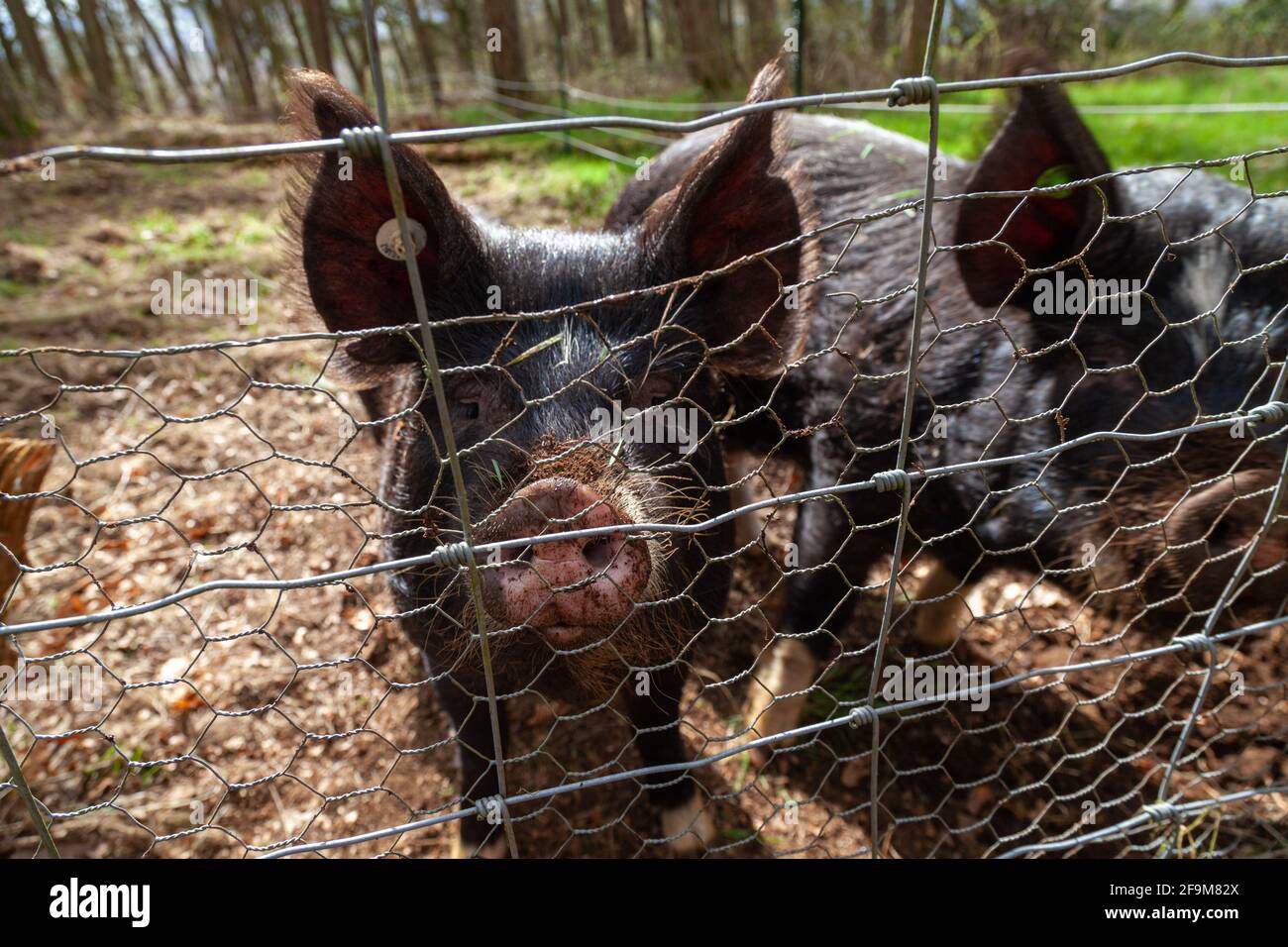 Portrait de deux curieux cochons à travers un fil de poulet clôture Banque D'Images