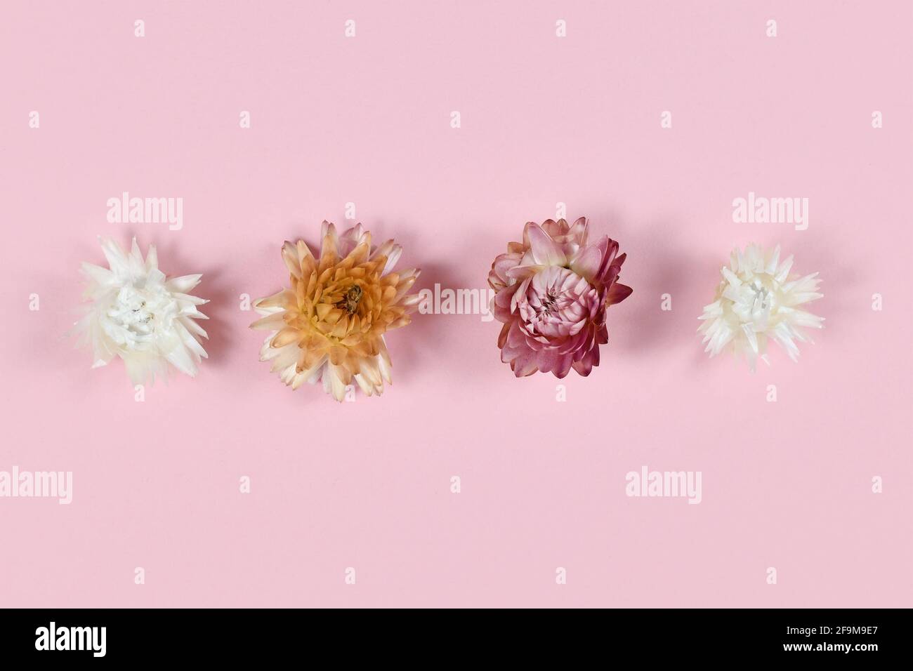 Cornflowers séchés dans une rangée sur fond rose Banque D'Images