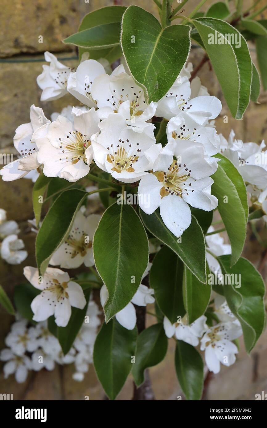 Pyrus pyraster fleur de poire sauvage – fleurs blanches en forme de tasse avec anthères rouges, feuilles d'ovat vertes fraîches, avril, Angleterre, Royaume-Uni Banque D'Images