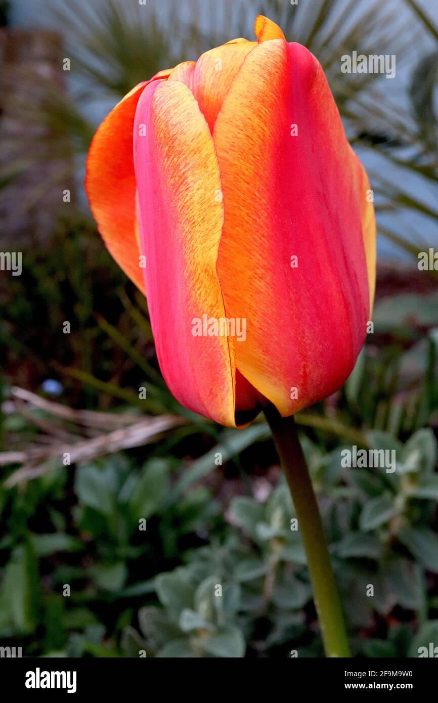 Tulipa ‘Kings Orange’ Triumph tulipe 3 Kings tulipe orange – fleurs rouges corail, bords jaunes orange, avril, Angleterre, Royaume-Uni Banque D'Images