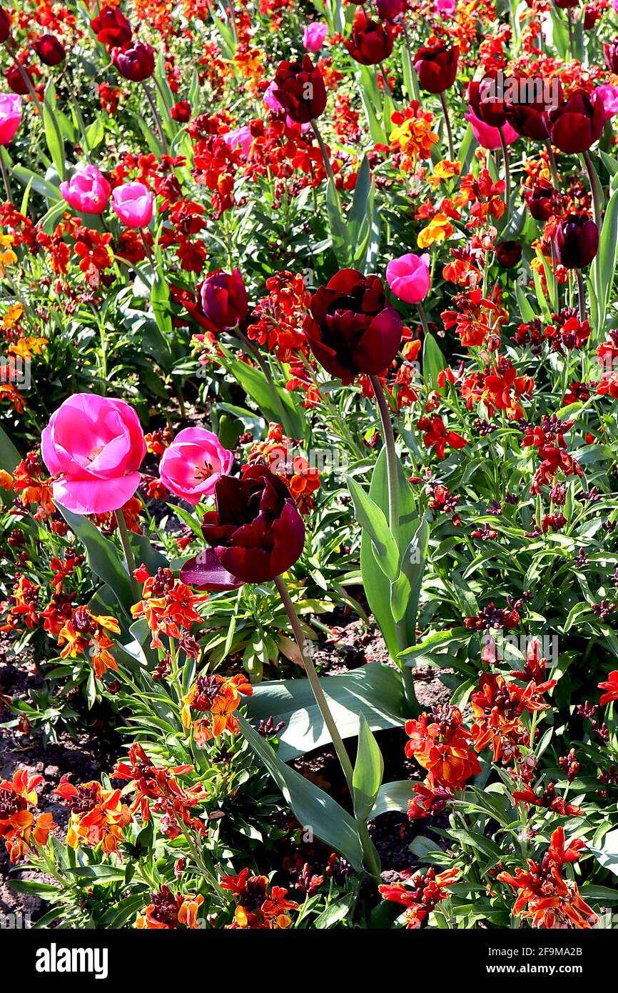 Tulipa / tulipe ‘don Quichotte’ Triumph tulipe 3 Tulipa / tulipe ‘Reine de nuit’ Single fin 5 avril, Angleterre, Royaume-Uni Banque D'Images