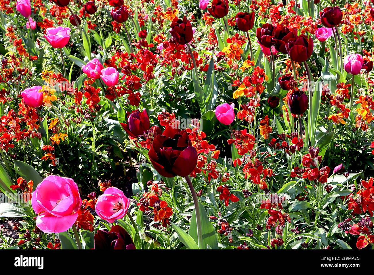 Tulipa / tulipe ‘don Quichotte’ Triumph tulipe 3 Tulipa / tulipe ‘Reine de nuit’ Single fin 5 avril, Angleterre, Royaume-Uni Banque D'Images