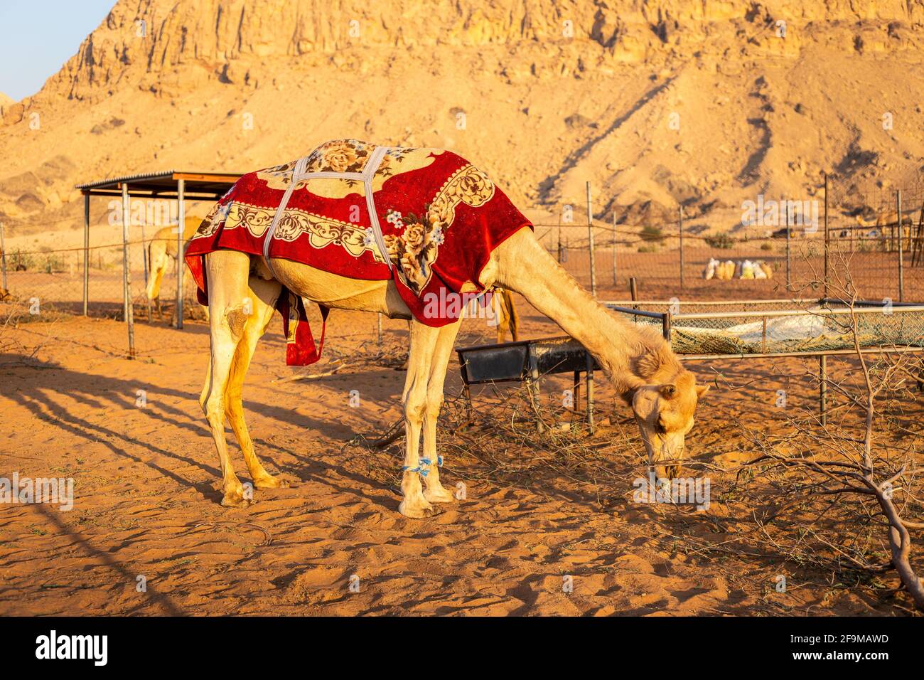 Chameau dromadaire (Camelus dromedarius) recouvert d'une couverture rouge, manger du feuillage sec sur une ferme à Sharjah, Émirats arabes Unis, avec des montagnes rocheuses dedans Banque D'Images