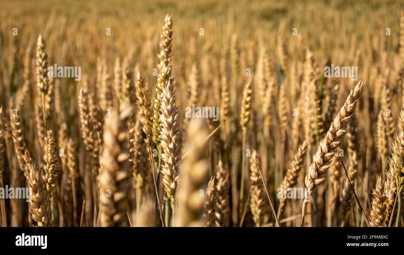 Épis de céréales mûres poussant dans les champs agricoles Banque D'Images