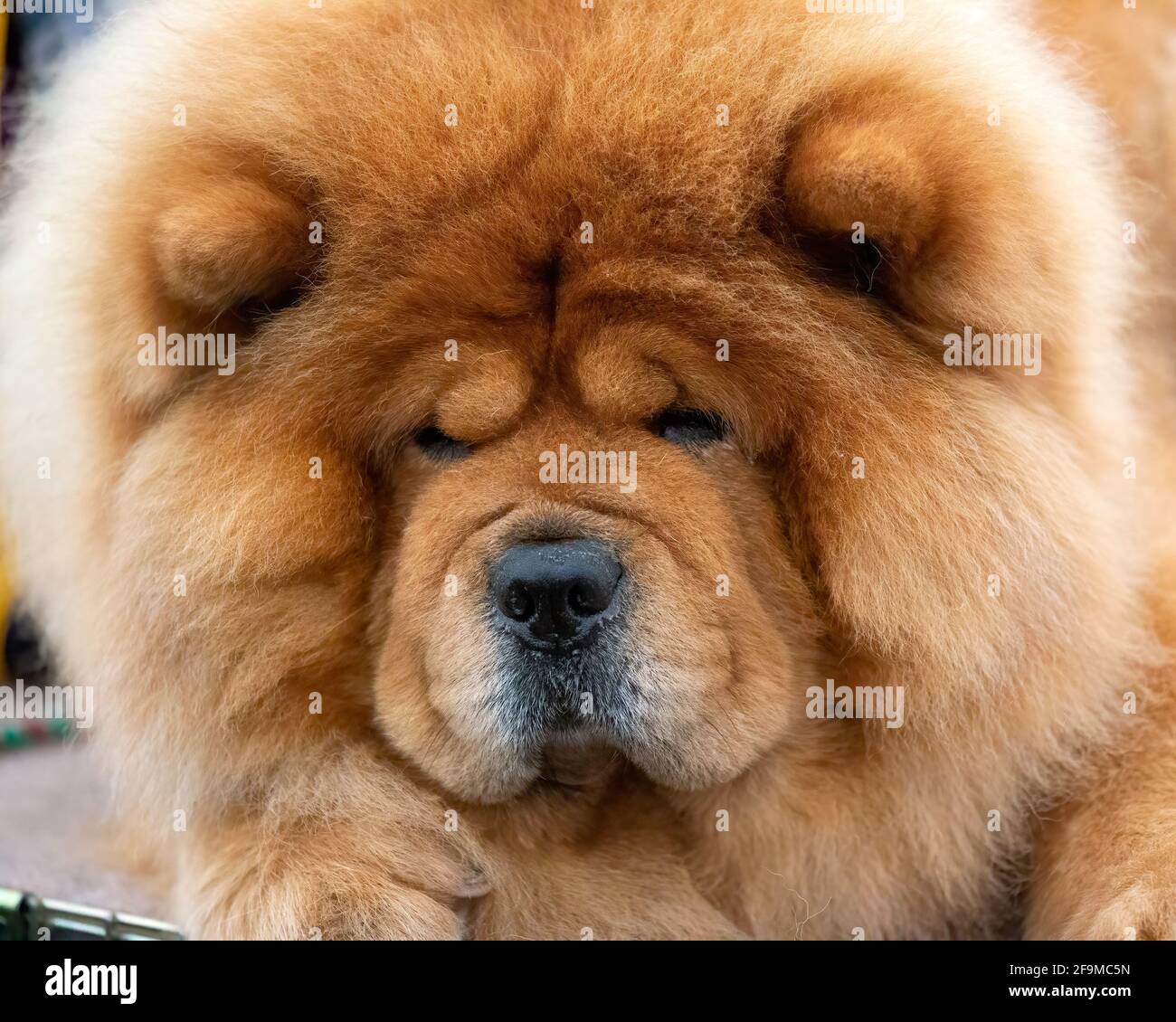 Gros plan chien Chow Banque D'Images