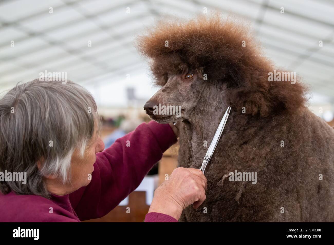 Toilettage et coupe d'un caniche lors d'un spectacle de chiens Banque D'Images