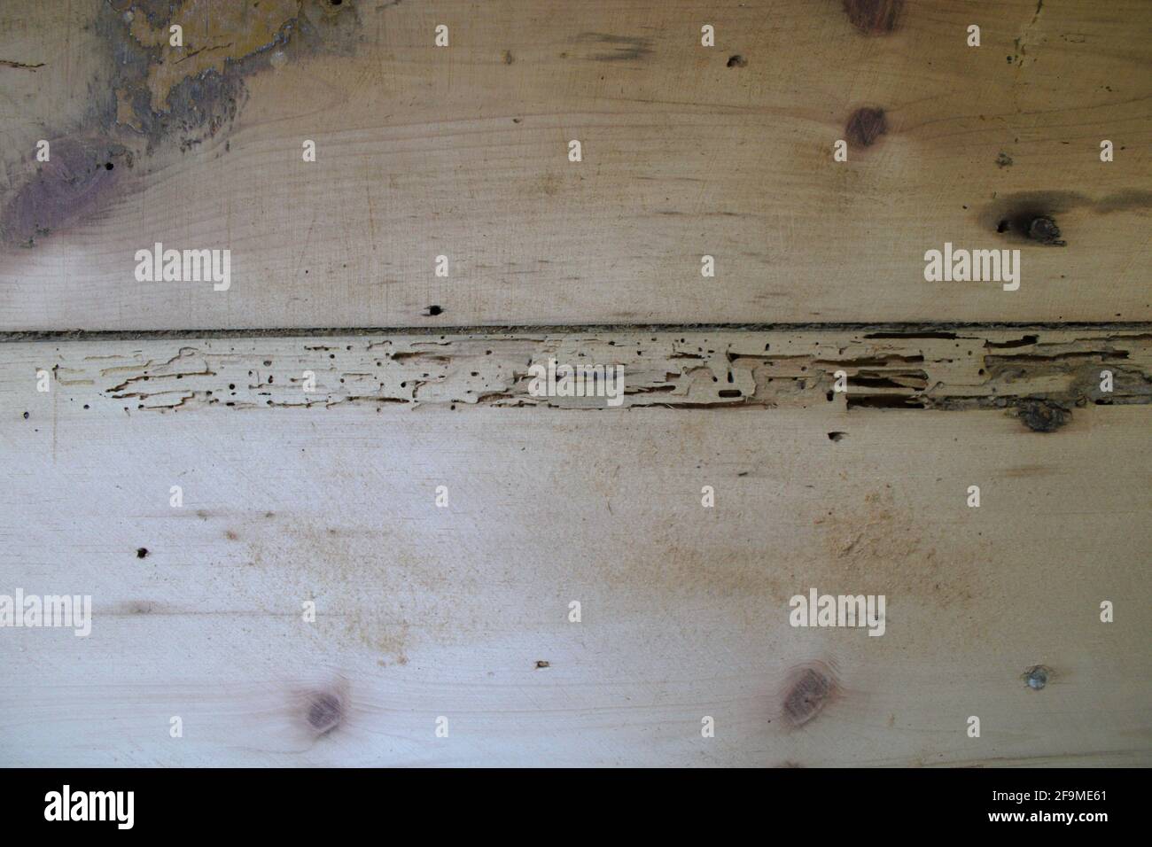 Dégâts de la poudre de poteau sur les vieux planchers de pin à large-Plank Banque D'Images