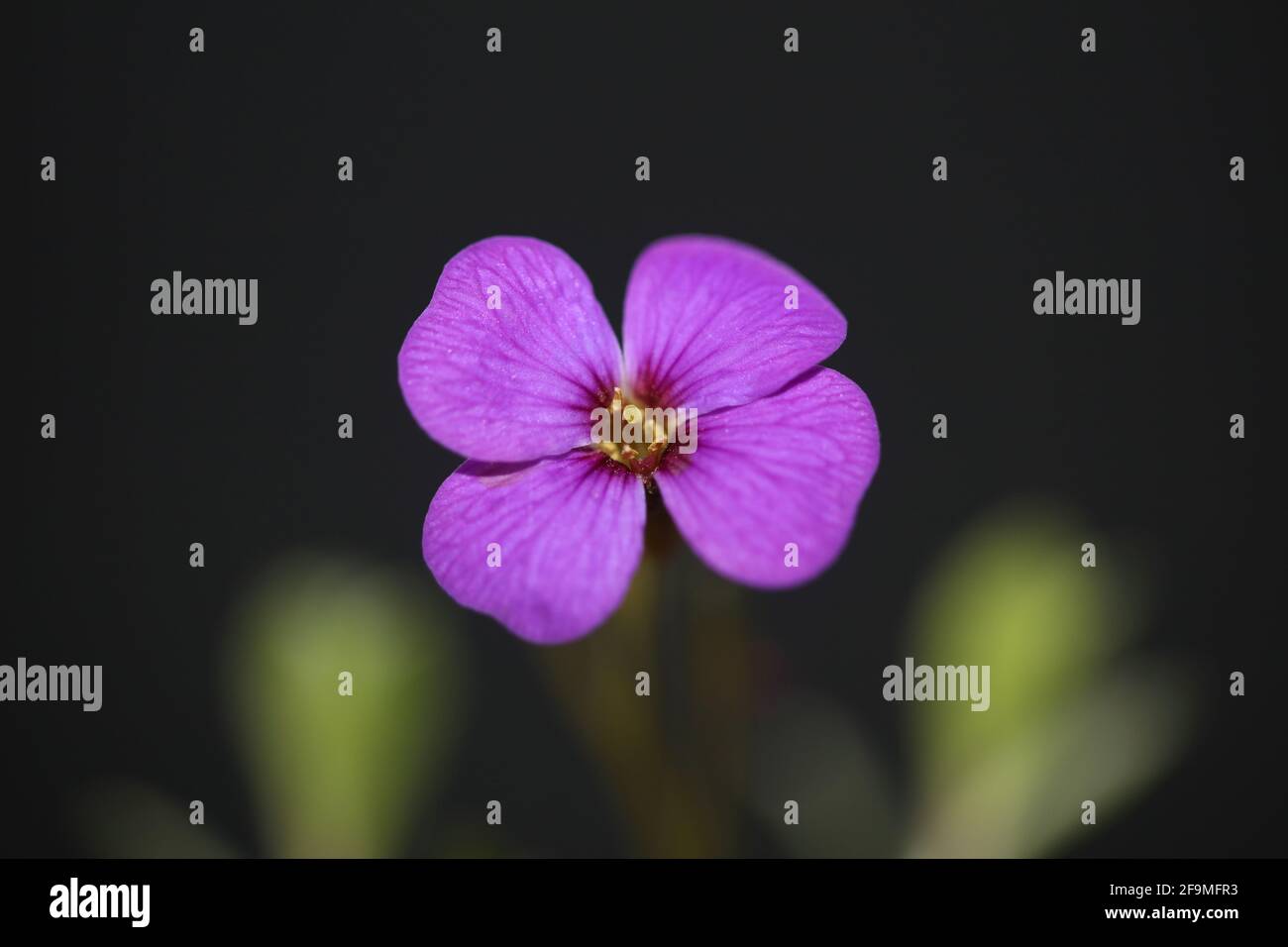 Petite fleur pourpre gros plan fleur Aubrieta deltoidea famille Brasicaceae violet rock cresson moderne botanique haute qualité grand format imprimé Banque D'Images