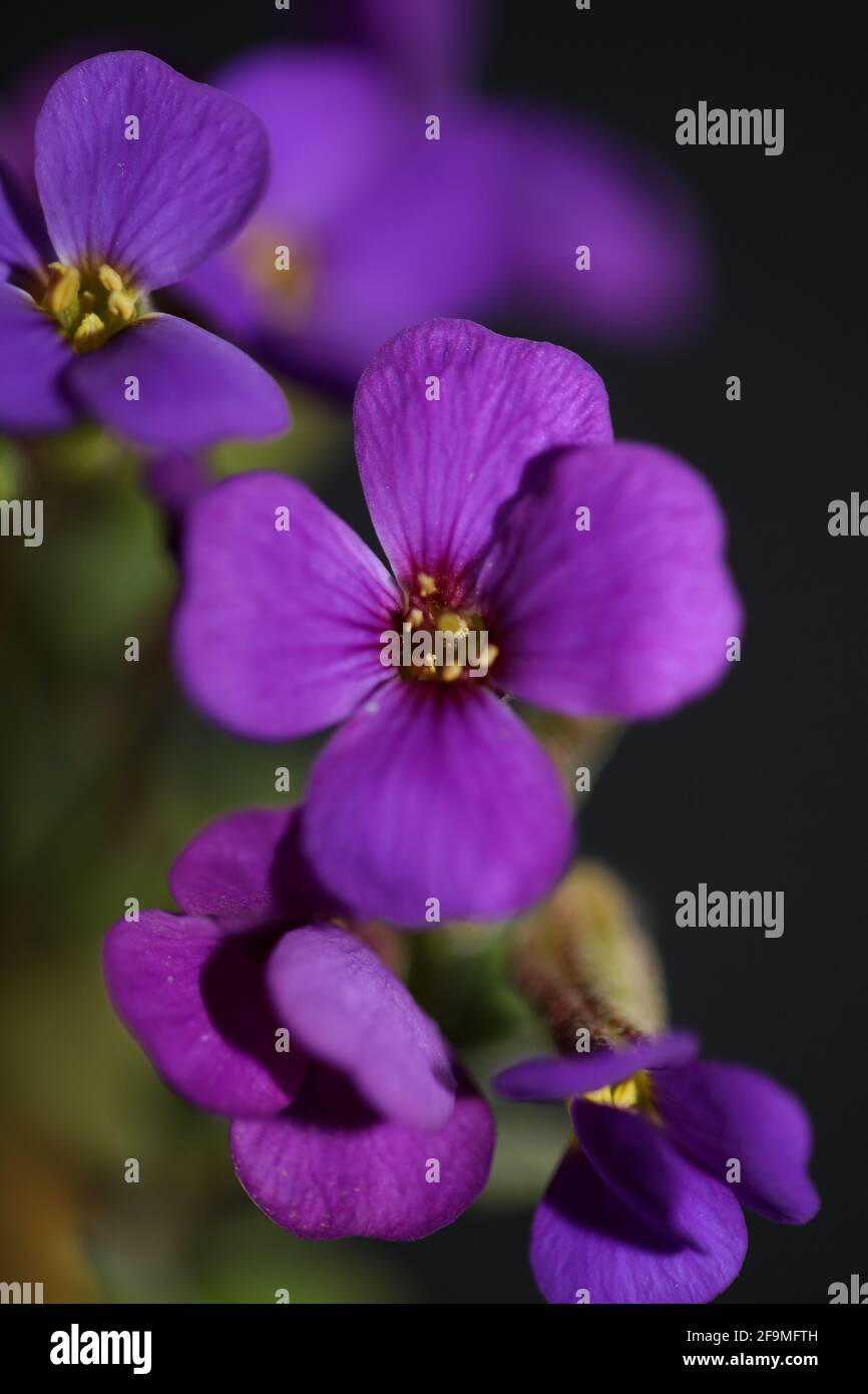 Petite fleur pourpre gros plan fleur Aubrieta deltoidea famille Brasicaceae violet rock cresson moderne botanique haute qualité grand format imprimé Banque D'Images
