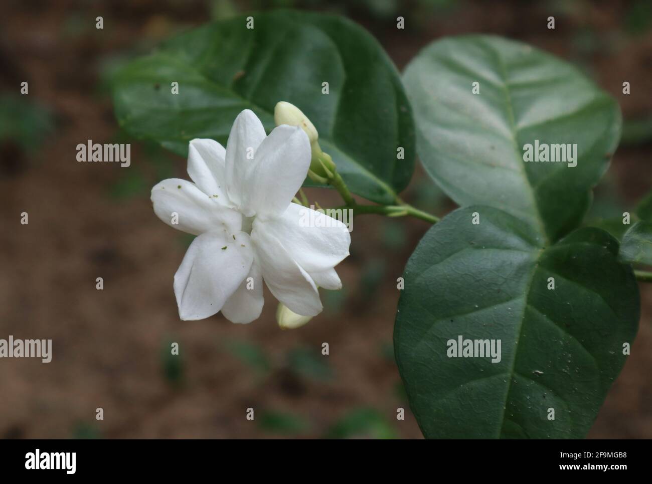 Gros plan d'une fleur blanche de jasmin ou de Gata Pichcha dans le jardin Banque D'Images