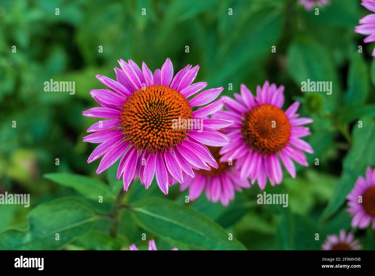 Purpur Sonnenhut, Echinacea purpurea, Blüte im Sommer Banque D'Images