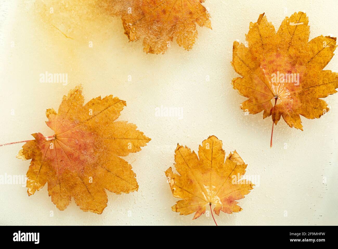 WA19479-00...WASHINGTON - feuilles d'érable enfermées dans la glace. Banque D'Images