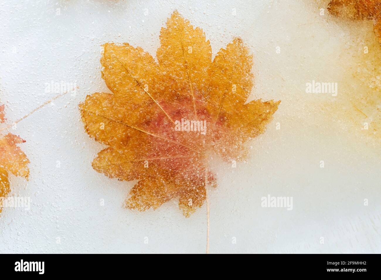 WA19480-00...WASHINGTON - feuilles d'érable enfermées dans la glace. Banque D'Images