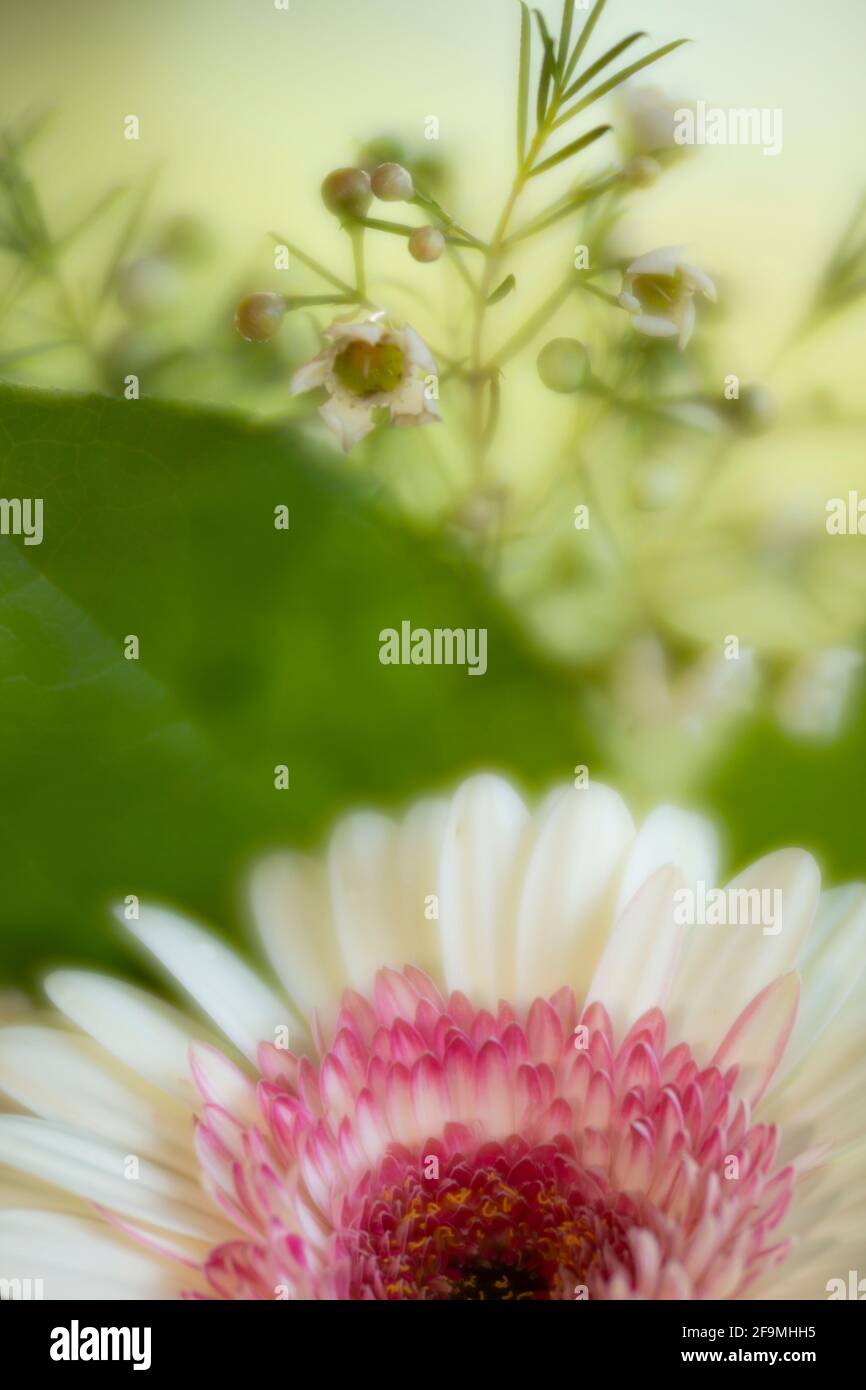 WA19481-00...WASHINGTON - petits cires au-dessus d'une fleur de Gerbara rose et blanche. Photographié avec un Lensbaby Velvet 85. Banque D'Images