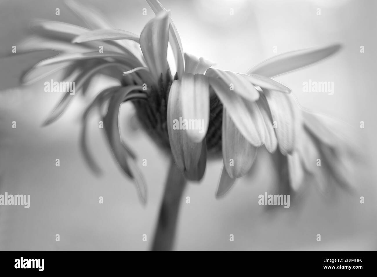 WA19490-00...WASHINGTON - les pétales colorés d'un Gerbera en pleine floraison vu en noir et blanc. Image photographiée avec un Lensbaby Velvet 85. Banque D'Images