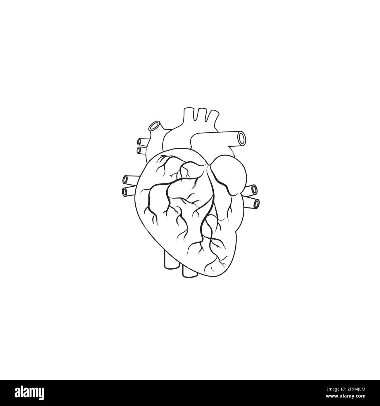 Vecteur d'icône de la ligne cardiaque humaine minimaliste moderne. Simple coeur Contour signe pour l'anatomie humaine, médical ou concept de santé. Symbole d'anatomie cardiaque Illustration de Vecteur