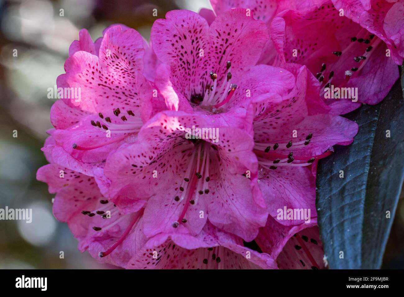 Gros plan du rhododendron rose-violet au printemps Banque D'Images