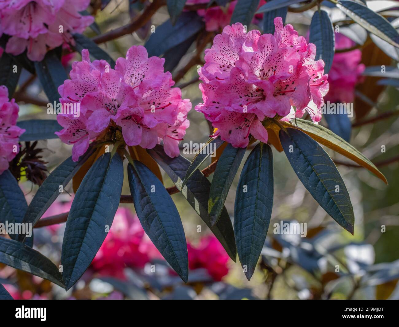 Le Rhododendron rose-violet fleurit au printemps Banque D'Images