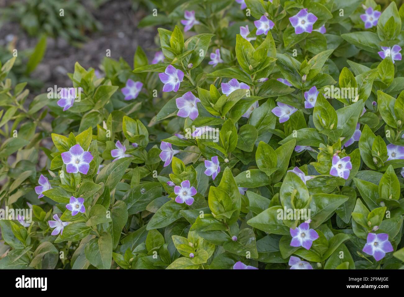 Masse de Vinca Jenny Pym au printemps Banque D'Images