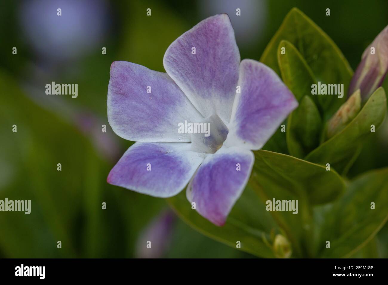Gros plan sur une fleur de Vinca Jenny Pym Banque D'Images