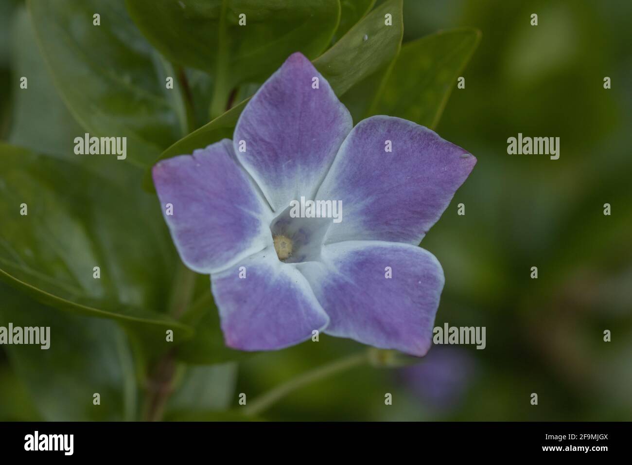 Gros plan sur une fleur de Vinca Jenny Pym Banque D'Images