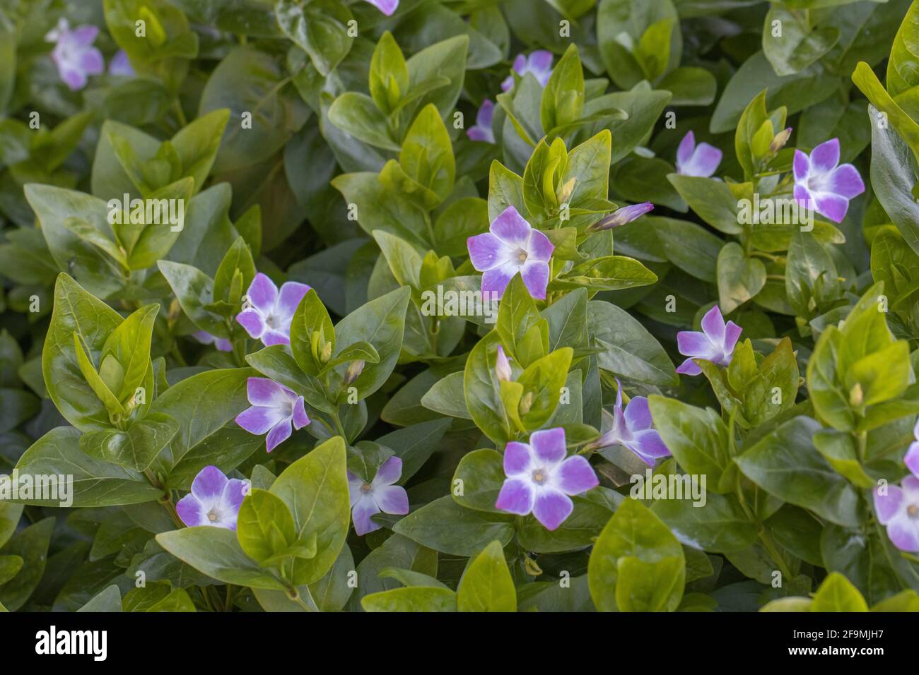 Masse de Vinca Jenny Pym au printemps Banque D'Images