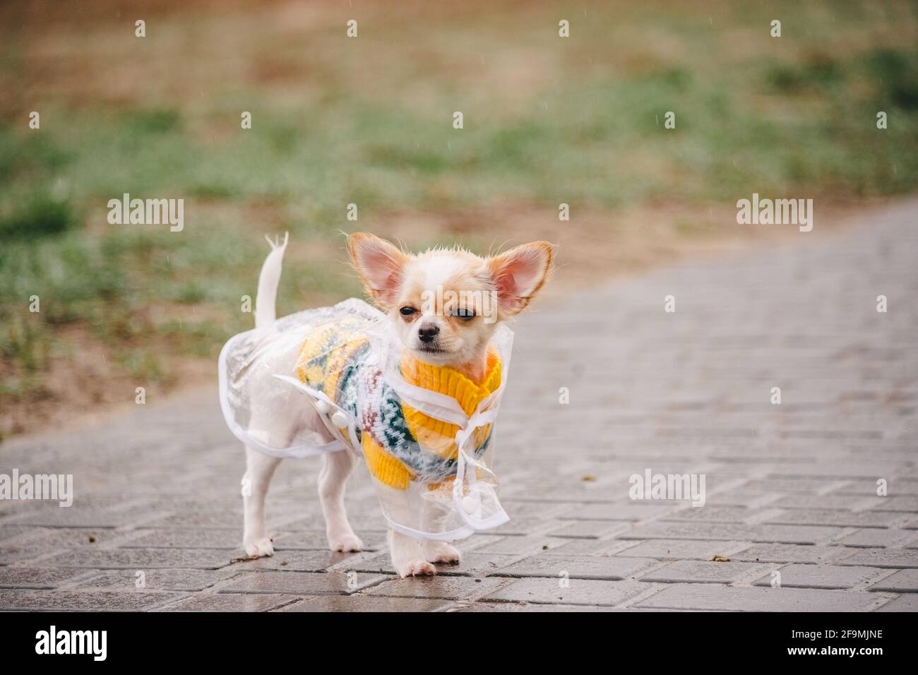 chien chihuahua drole posant dans un impermeable a l exterieur. Le chiot marche dans un impermeable Photo Stock Alamy