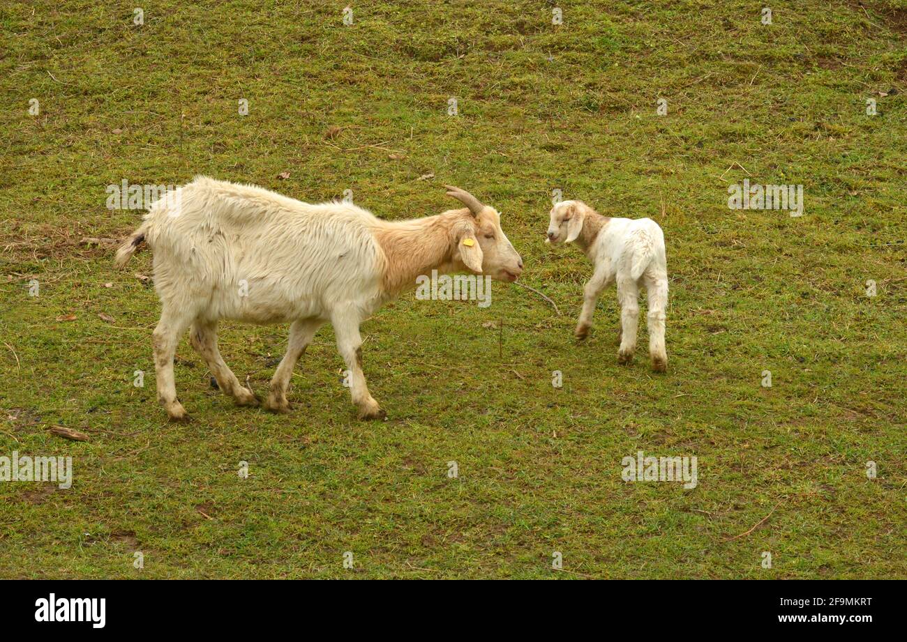 Chèvre mère et bébé chèvre sur un vert Banque D'Images