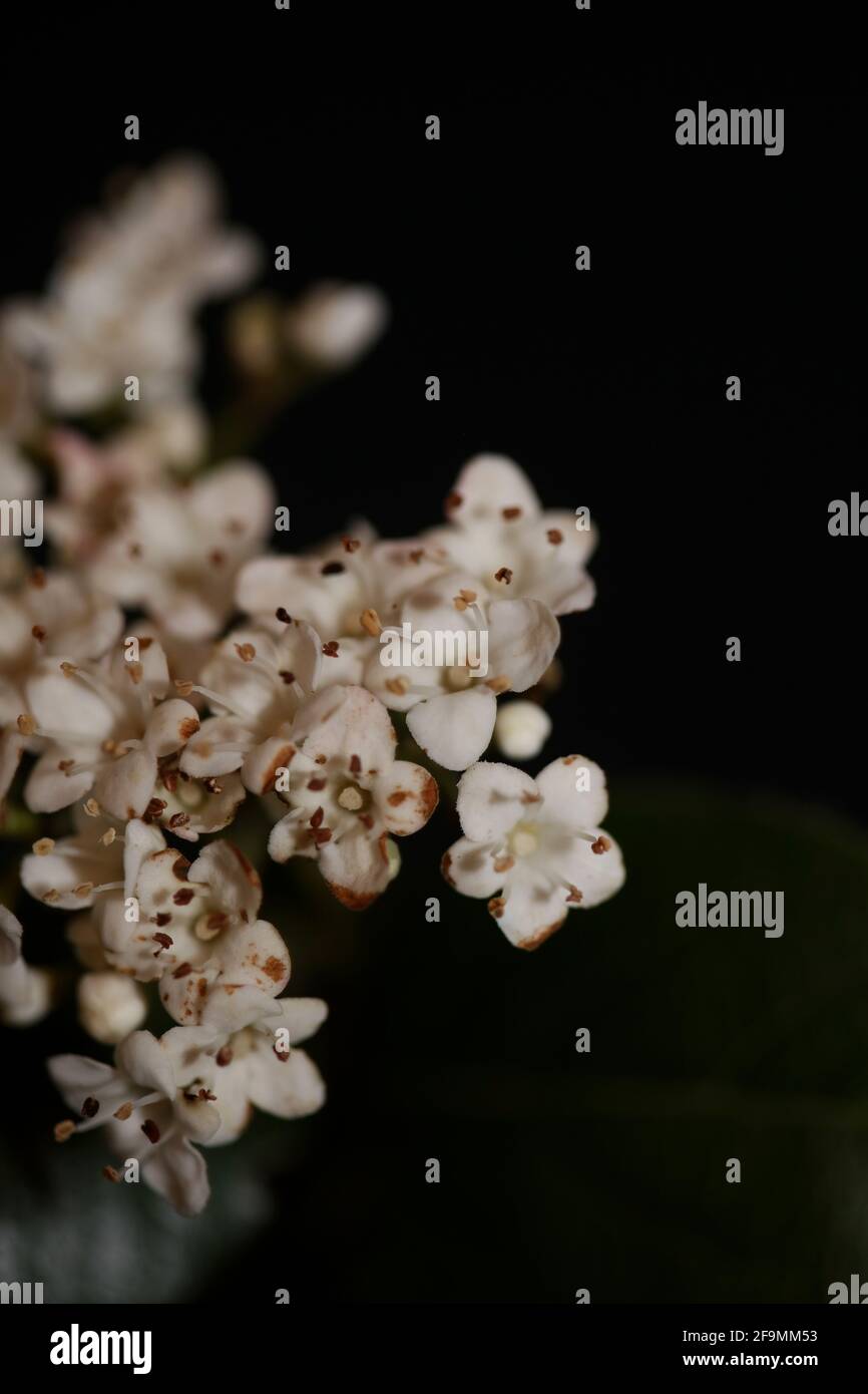 Blanc petite fleur Viburnum tinus L. famille adoxaceae botanique moderne de haute qualité grand format imprimé Banque D'Images